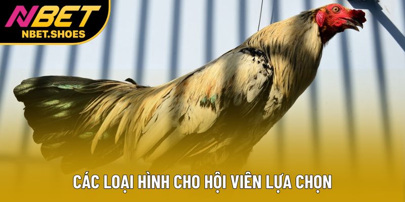 Các loại hình cho hội viên lựa chọn Các loại hình cho hội viên lựa chọn