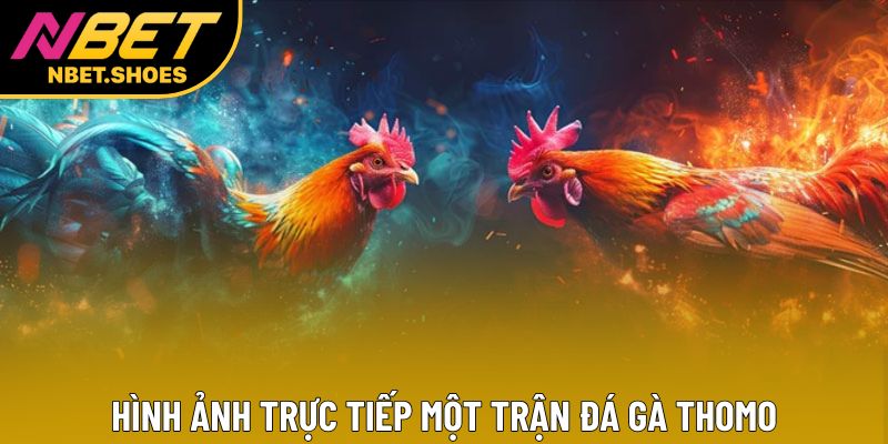 Hình ảnh trực tiếp một trận đá gà Thomo Hình ảnh trực tiếp một trận đá gà Thomo