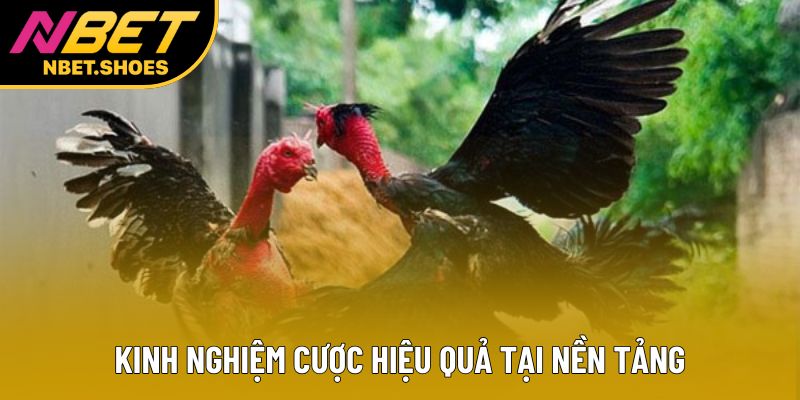 Kinh nghiệm cược hiệu quả tại nền tảng Kinh nghiệm cược hiệu quả tại nền tảng