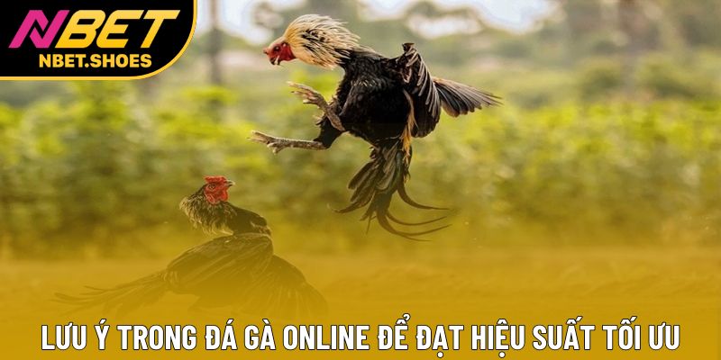 Lưu ý trong đá gà online để đạt hiệu suất tối ưu Lưu ý trong đá gà online để đạt hiệu suất tối ưu